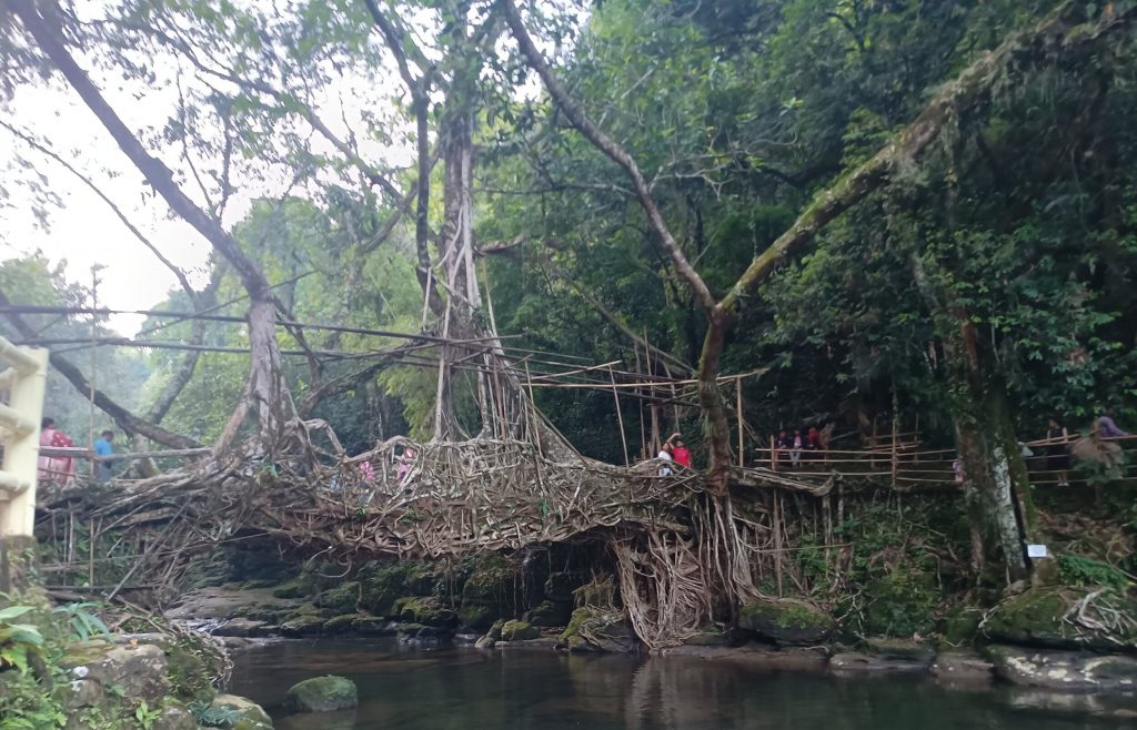 Living Root Bridge